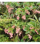 Enkianthus campanulatus 'Prettycoat'