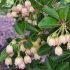 Enkianthus campanulatus 'Prettycoat'