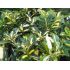 Euonymus fortunei ´Blondy´