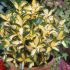 Euonymus fortunei ´Blondy´