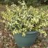 Euonymus fortunei ´Blondy´