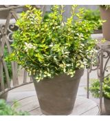 Euonymus fortunei ´Blondy´