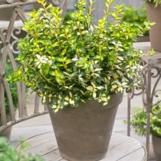 Euonymus fortunei ´Blondy´