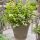Euonymus fortunei ´Blondy´
