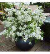 Exochorda racemosa ´Niagara´®