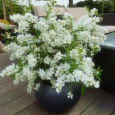 Exochorda racemosa ´Niagara´®