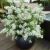 Exochorda racemosa ´Niagara´®