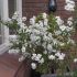 Exochorda racemosa ´Niagara´®