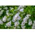 Exochorda racemosa ´Niagara´®