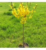 Forsythia x intermedia 'Spectabilis´ na kmienku