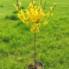 Forsythia x intermedia 'Spectabilis´ na kmienku
