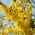Forsythia x intermedia 'Spectabilis´ na kmienku