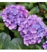 Hydrangea macrophylla ´Hamburg´