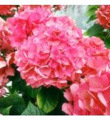 Hydrangea macrophylla ´Masja´