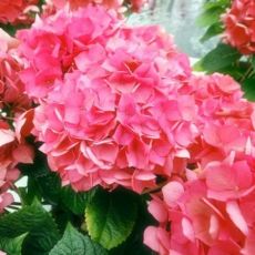 Hydrangea macrophylla ´Masja´