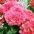 Hydrangea macrophylla ´Masja´