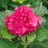 Hydrangea macrophylla ´Masja´
