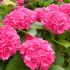 Hydrangea macrophylla ´Masja´