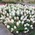 Hydrangea paniculata ´Baby Lace´®