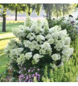 Hydrangea paniculata ´Baby Lace´®