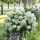 Hydrangea paniculata ´Baby Lace´®