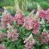 Hydrangea paniculata ´Baby Lace´®
