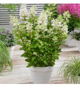 Hydrangea paniculata ´Baby Lace´®