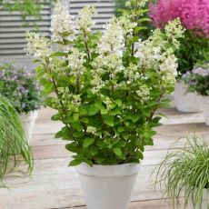 Hydrangea paniculata ´Baby Lace´®