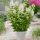 Hydrangea paniculata ´Baby Lace´®