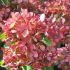 Hydrangea paniculata ´Pastelgreen´®