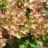 Hydrangea paniculata ´Pastelgreen´®