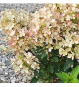 Hydrangea paniculata ´Pastelgreen´®