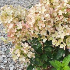 Hydrangea paniculata ´Pastelgreen´®