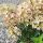 Hydrangea paniculata ´Pastelgreen´®