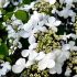 Hydrangea anomala petiolaris