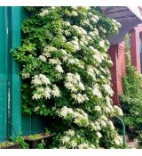 Hydrangea anomala petiolaris
