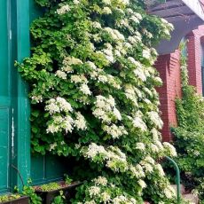 Hydrangea anomala petiolaris