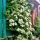 Hydrangea anomala petiolaris