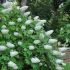 Hydrangea quercifolia´Snow Queen´