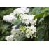 Hydrangea quercifolia´Snow Queen´