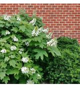 Hydrangea quercifolia´Snow Queen´