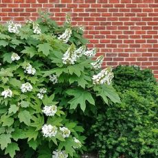 Hydrangea quercifolia´Snow Queen´