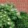 Hydrangea quercifolia´Snow Queen´