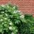 Hydrangea quercifolia´Snow Queen´