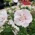 Hibiscus syriacus ´China Chiffon´