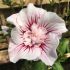 Hibiscus syriacus ´China Chiffon´