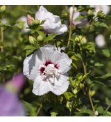 Hibiscus syriacus ´China Chiffon´
