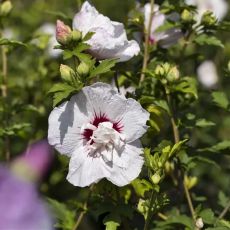 Hibiscus syriacus ´China Chiffon´