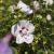 Hibiscus syriacus ´China Chiffon´