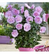 Hibiscus syriacus ´Lavender Chiffon´